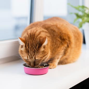 gato-naranja-comiendo-1.jpg