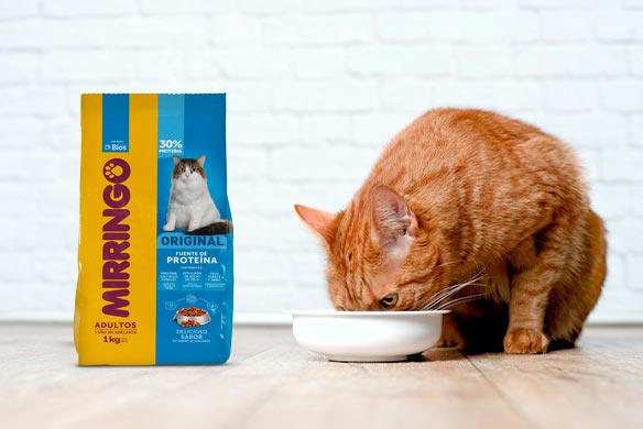 por qué a los gatos les gusta Mirringo