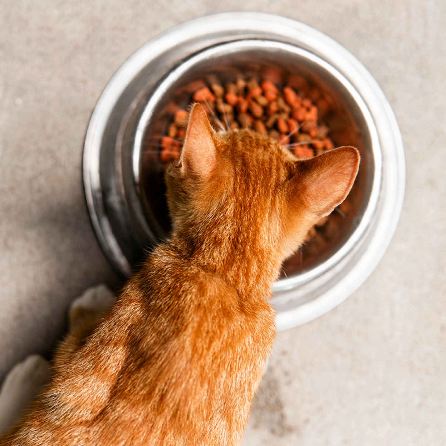 gato-naranja-comiendo.jpg