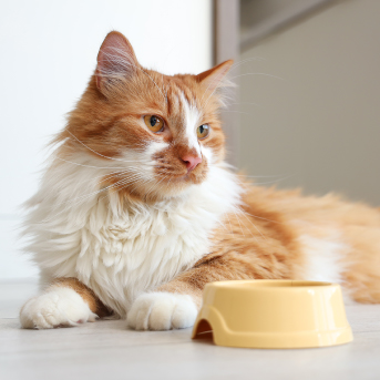 gato-naranja-con-su-plato.jpg