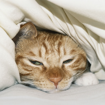 gato-naranja-decaido-1.jpg