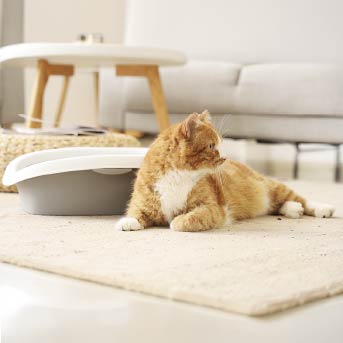 gato-naranja-tapete.jpg