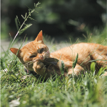 gato-naranja-tomando-sol.jpg