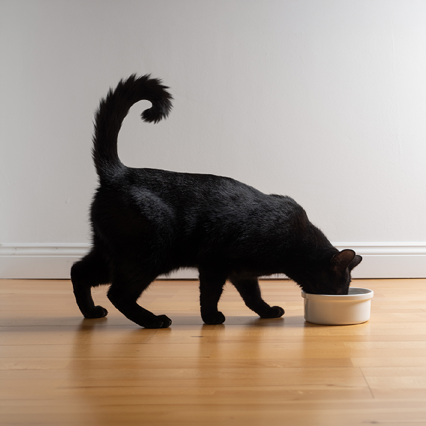 gato-negro-comiendo-1.jpg