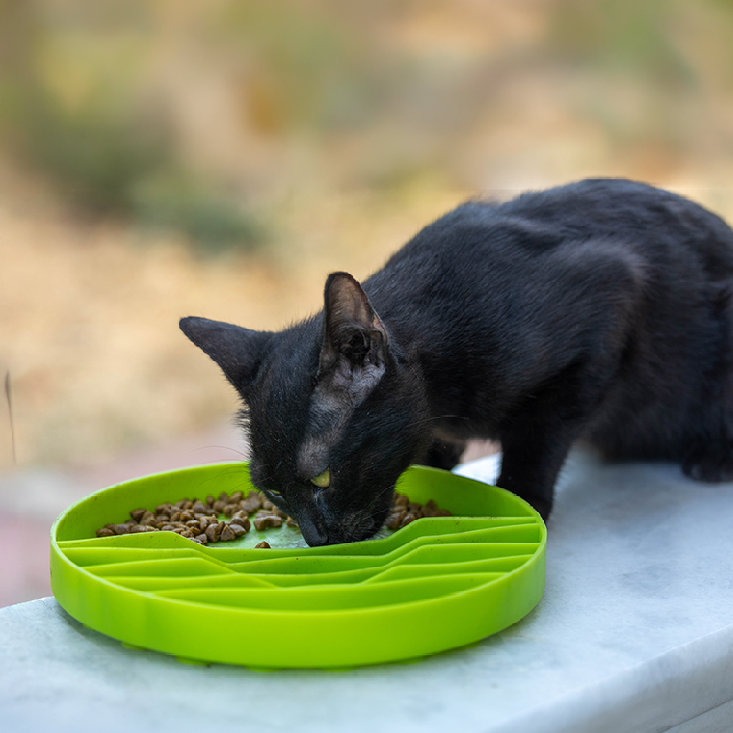 gato-negro-comiendo.jpg