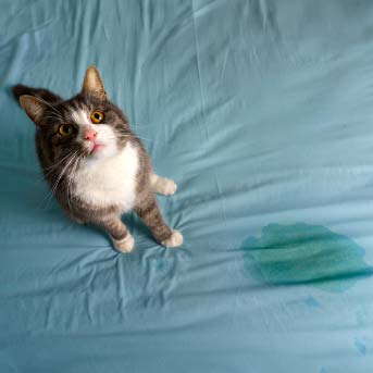 gato-orinando-fuera-del-arenero.jpg