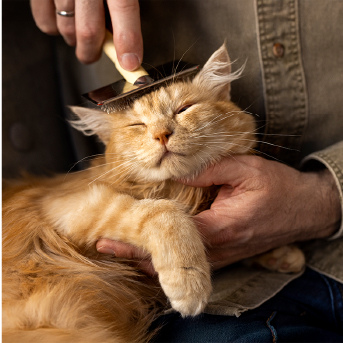 gato-peinando.jpg