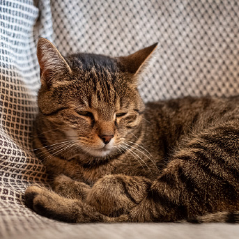 gato-tigre-decaido.jpg