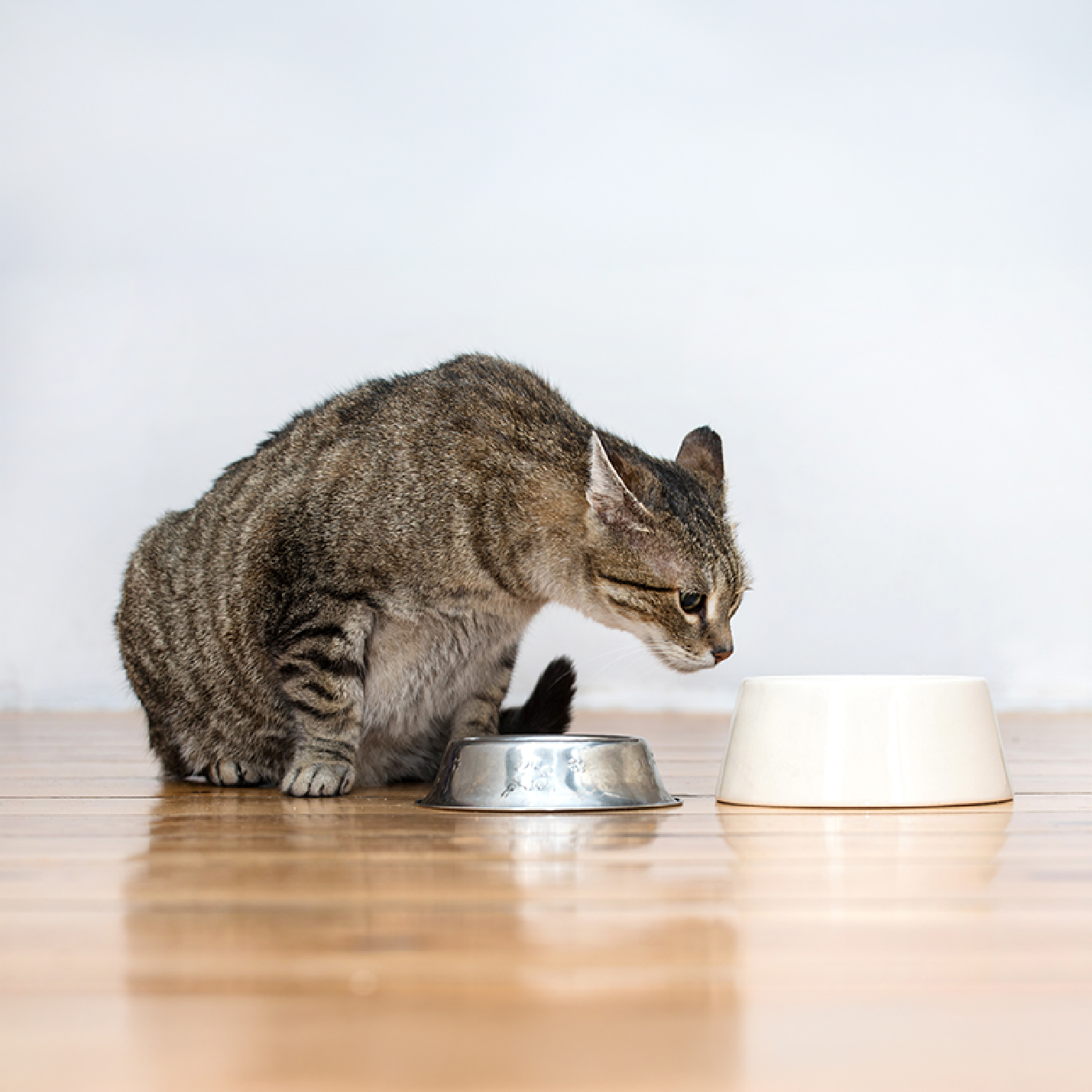 gato-tomando-agua-1.jpg