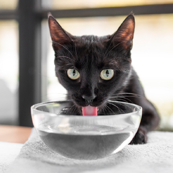 gato-tomando-agua.jpg