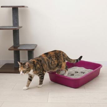 gato-usando-arenero.jpg