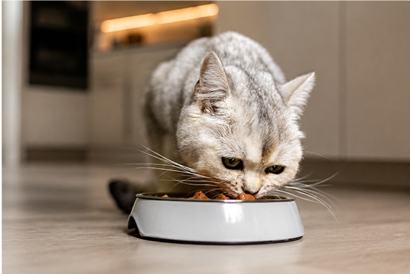 importancia de la proteína en gatos