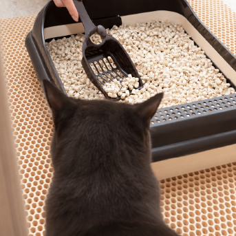 limpiando-arenero-gato.jpg