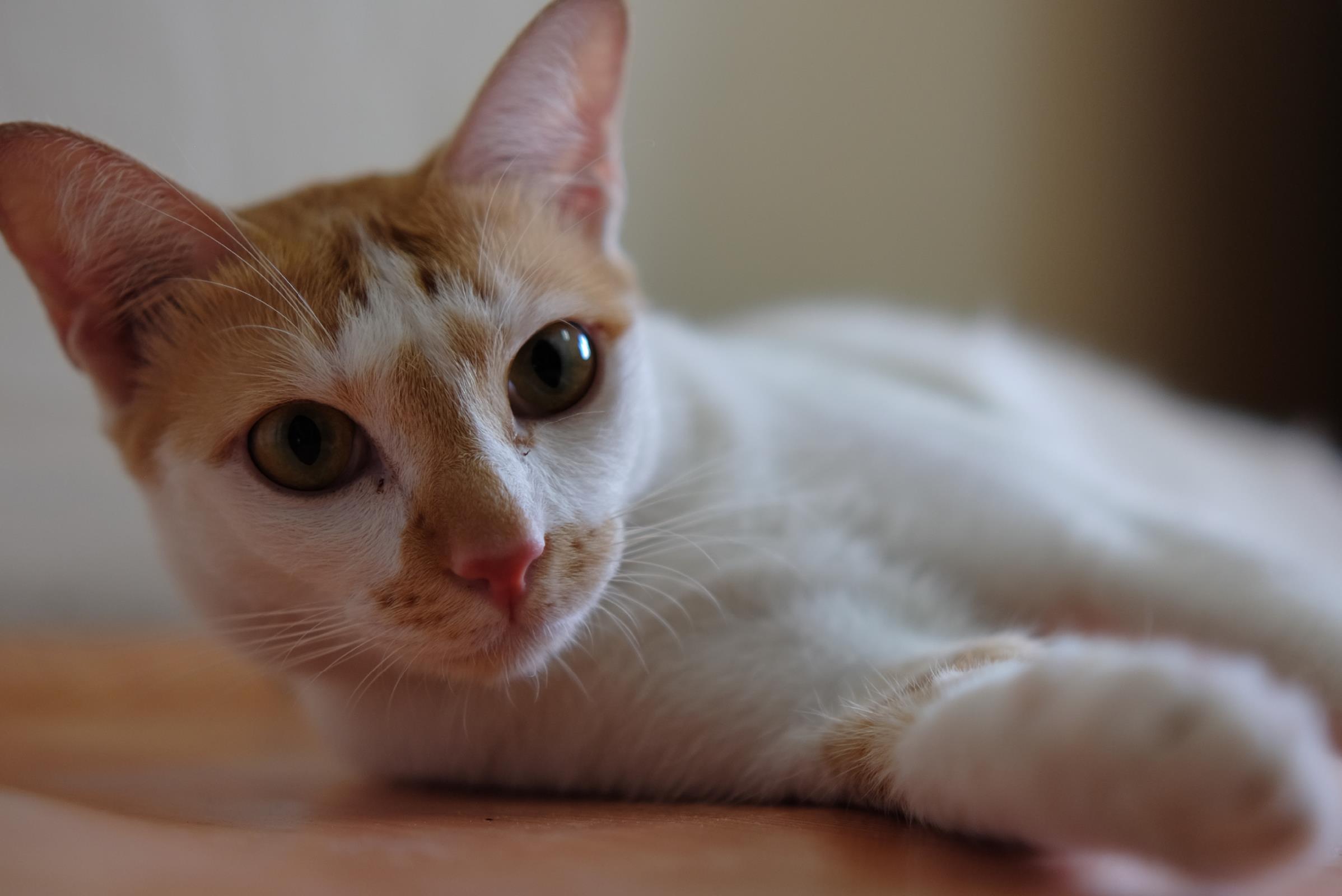 el pelo de mi gato huele mal