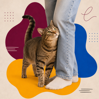 señales-de-que-tu-gato-te-adopto-1.jpg señales-de-que-tu-gato-te-adopto-1.jpg