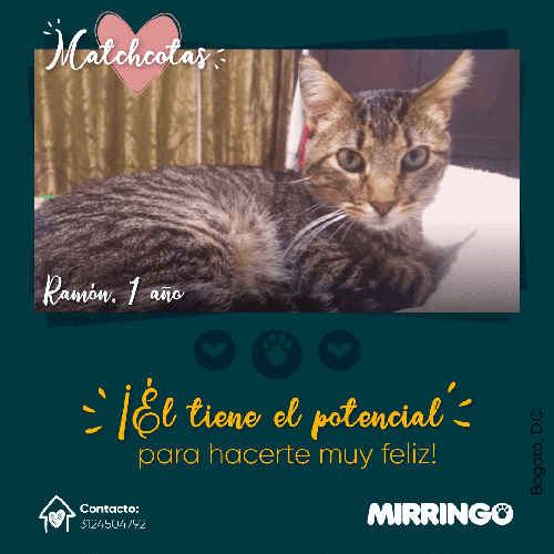 Ramón, un gatito positivo a leucemia y sida
