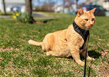 Llevar de paseo por el parque a mirringo