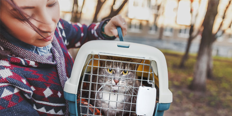 Como viajar con mi mascota