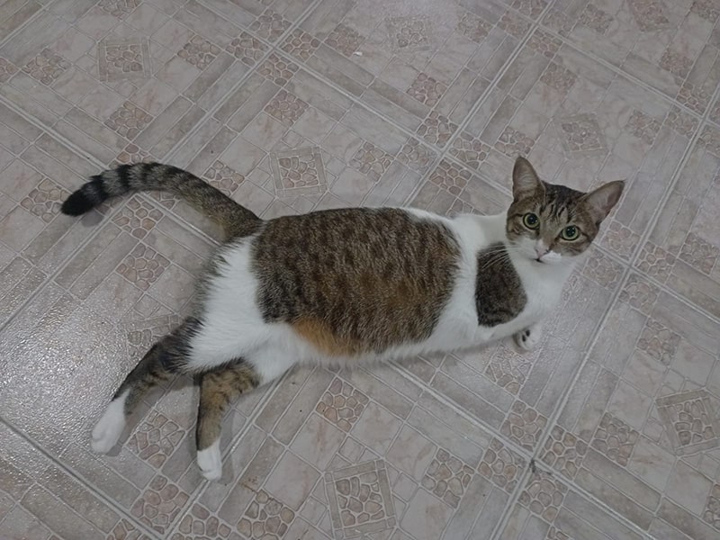 gato-Morada