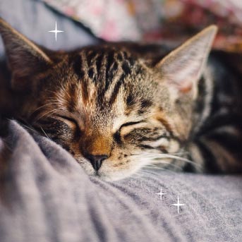 cuantas horas duermen los gatos