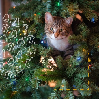 Adornos navideños peligrosos para tu gato I Efecto Mirringo
