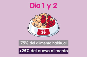 Cambio de alimento de gatos día 1 y 2