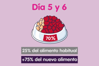 Cambio de alimento de gatos día 5 y 6