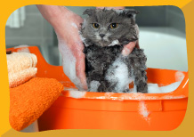 Bañar al gato con un jabon para gatos