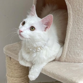 gato-blanco-mirringo