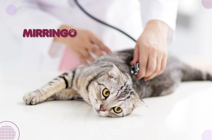 Fuerza Hito Cuota Ventaja y desventajas de esterilizar a tu gatico | Efecto Mirringo