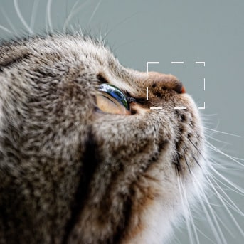 El olfato en los gatos