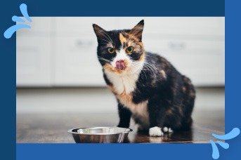 Cuanto debe comer un gato diario