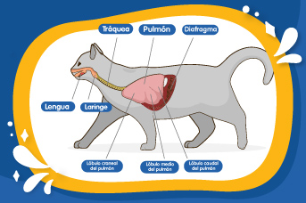 Infecciones respiratorias en gatos I Efecto Mirringo