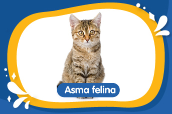 Asma