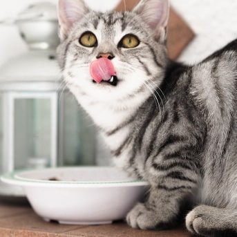 Minerales para gatos