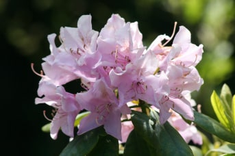 flores para gatos