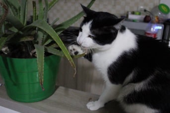 Plantas tóxicas para gatos Plantas tóxicas para gatos