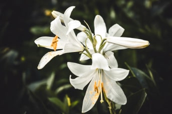 flores para gatos