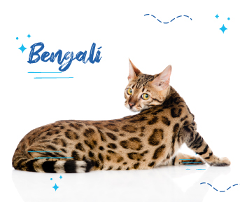 Bengalí