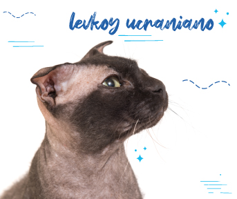 Gato levkoy ucraniano