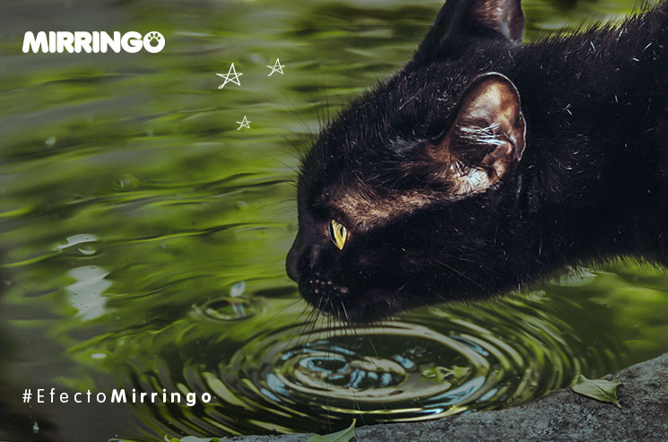 por inadvertencia progresivo deletrear Relación de los gatos con el agua | Efecto Mirringo