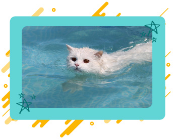 Conoce gatos que son excelente nadadores